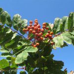 Foglie e frutti della pianta del Sorbo