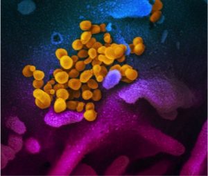 coronavirus